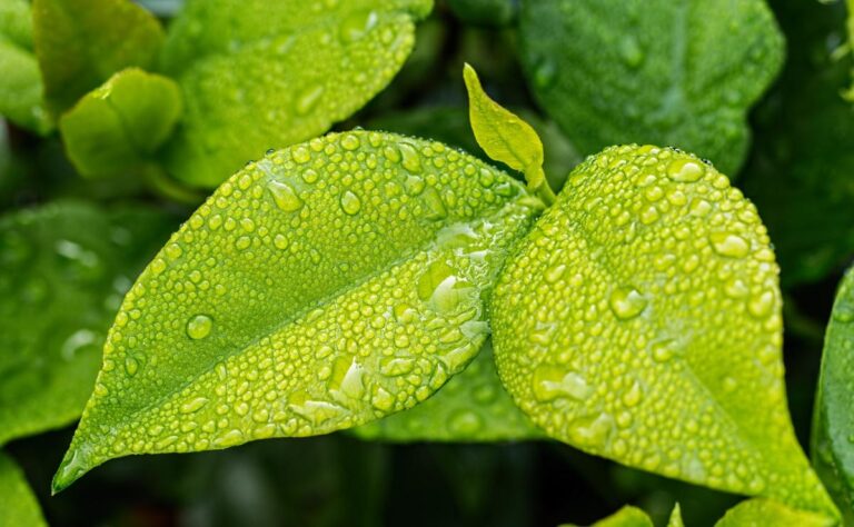 ieclb_cuidado_creacion